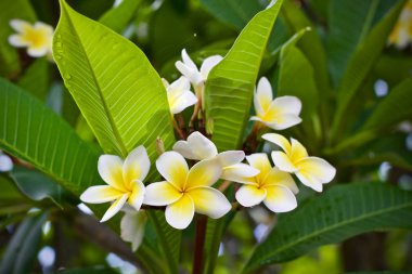 Plumeria çiçek ağaç doğa yaprak 