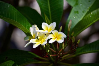Plumeria çiçek ağaç doğa yaprak 