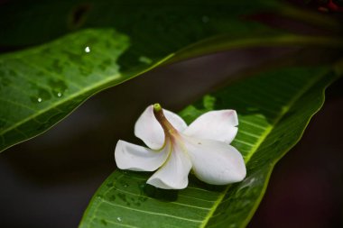 Plumeria çiçek ağaç doğa yaprak 