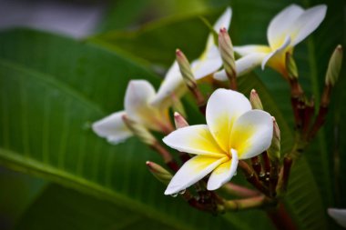 Plumeria çiçek ağaç doğa yaprak 