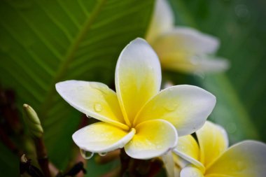 Plumeria çiçek ağaç doğa yaprak 