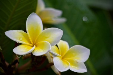 Plumeria çiçek ağaç doğa yaprak 