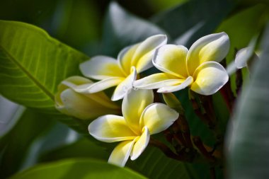 Plumeria çiçek ağaç doğa yaprak 