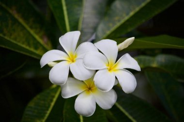 Plumeria çiçek ağaç doğa yaprak 