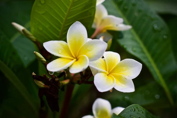 Plumeria Bloem Boom Natuur Blad — Stockfoto