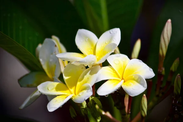 Plumeria Flor Árbol Naturaleza Hoja —  Fotos de Stock