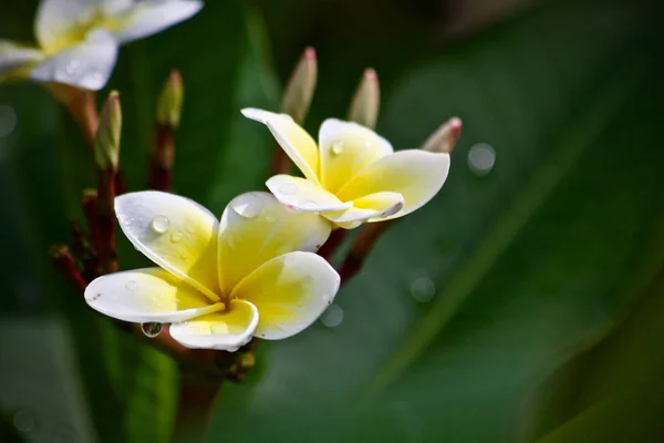 Цветочный Лист Плюмерии — стоковое фото