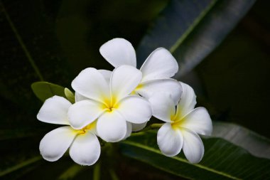 Plumeria çiçek yaprağı doğa 