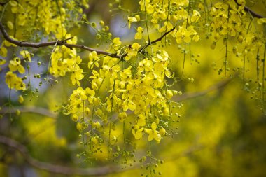 Çiçek sarı yaprak doğa 