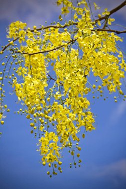 Çiçek sarı yaprak doğa 