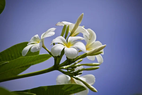 Plumeria Flor Folha Natureza — Fotografia de Stock