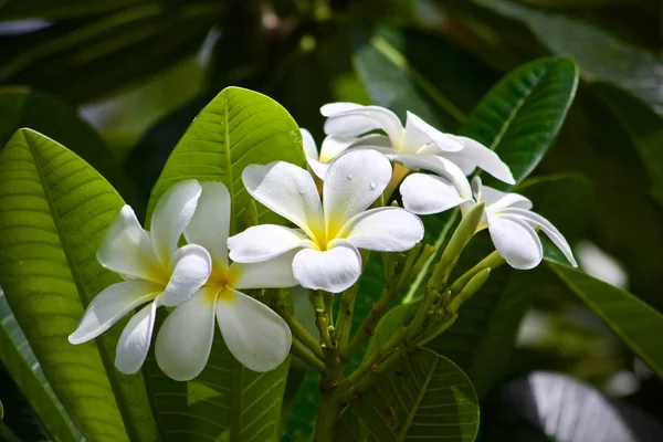 Plumeria Flor Folha Natureza — Fotografia de Stock