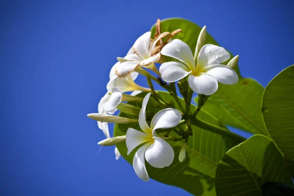 Plumeria Flor Hoja Naturaleza —  Fotos de Stock