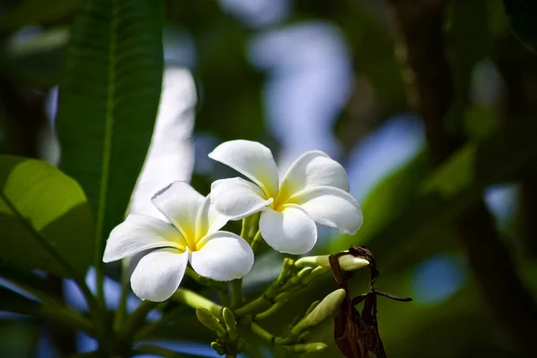 Plumeria Flor Hoja Naturaleza — Foto de Stock