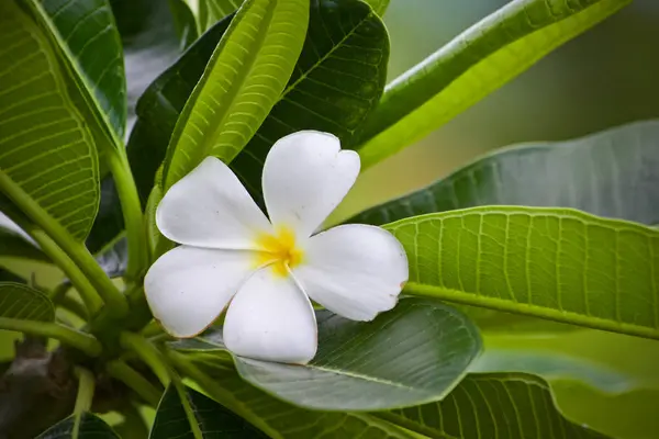 Plumeria Flor Folha Natureza — Fotografia de Stock