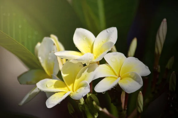 Plumeria Flor Hoja Naturaleza —  Fotos de Stock