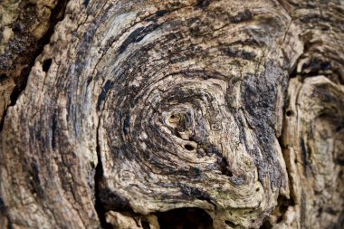 Ağaç eski ahşap doku 