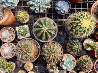 Kaktüs yaprak bitki doğa arka plan doku 