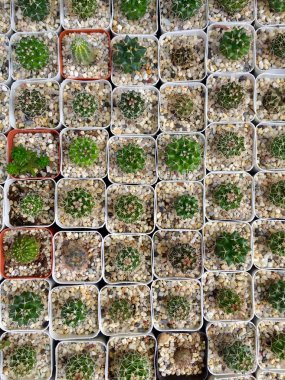 Kaktüs yaprak bitki doğa arka plan doku 