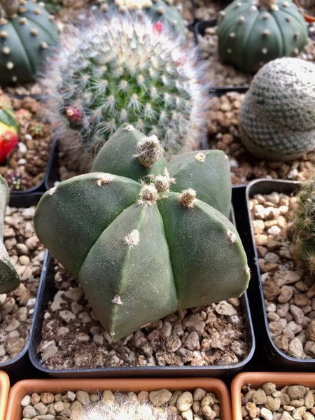 Kaktusz Leveles Növény Természet Háttér Textúra — Stock Fotó