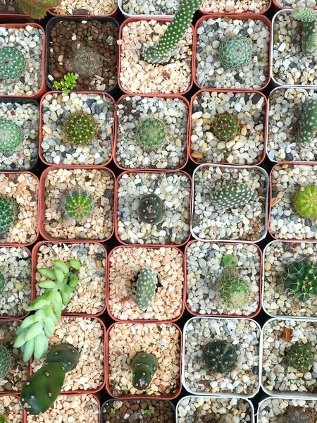 Cactus Hoja Planta Naturaleza Fondo Textura — Foto de Stock