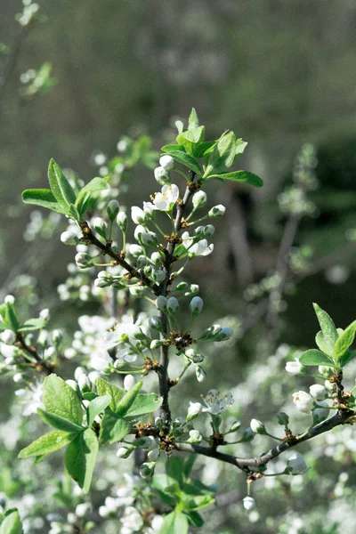 Groen Witte Bloem Achtergrond — Stockfoto