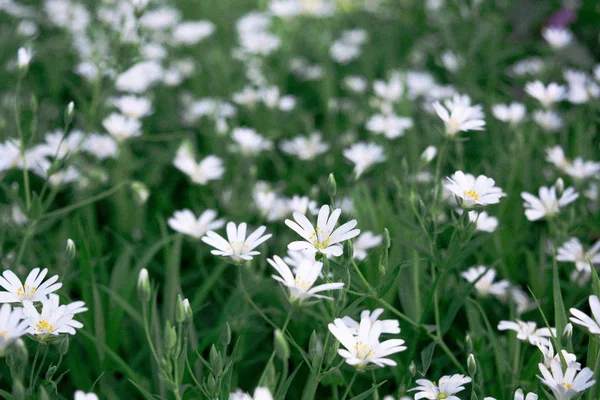 Verde Bianco Fiore Sfondo — Foto Stock