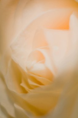 Doğa Çiçek fotoğrafı