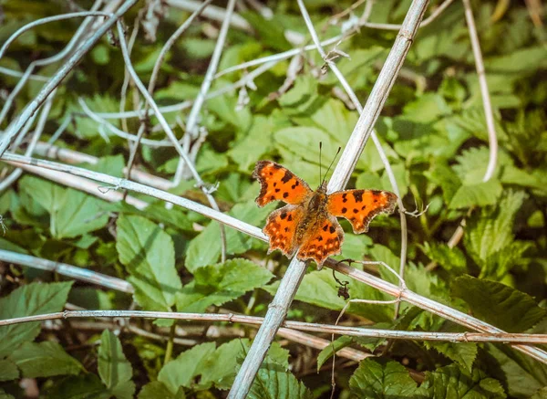 自然の蝶の写真 — ストック写真