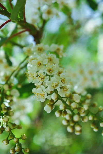 Foto Dei Fiori Della Natura — Foto Stock