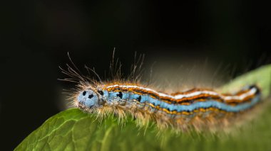 Sevimli uşağı güve caterpillar yakın çekim. Malacosoma neustria. Güzel kıllı larva, böcek renkli çizgili. Bitki haşere üzerindeki yeşil yaprak siyah arka plan ile. Küçük alan derinliği.