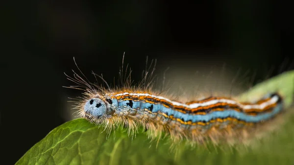 Cute lackey moth caterpillar close-up. Malacosoma neustria. Beautiful hairy larva of insect with colored stripes. Plant pest on a green leaf with black background. Small depth of field.