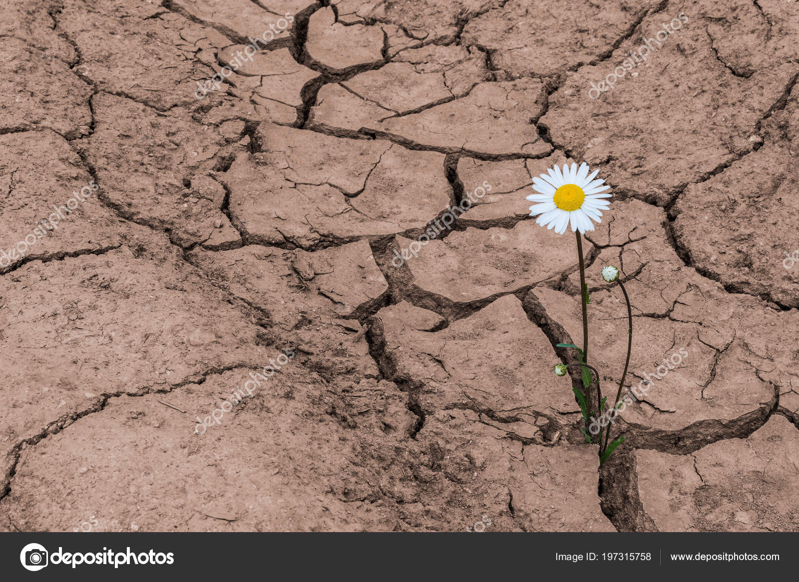 White Daisy Dry Cracked Soil Leucanthemum Vulgare One Flowering Plant