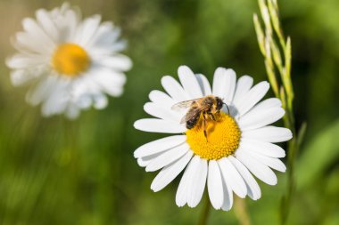 Beyaz marguerite ve Avrupa bal arısı. Leucanthemum vulgare. Apis mellifera. Ne zaman güneşli ox-göz daisy tozlaşmayı güzel bal arısı yakın çekim. Bir bahar yeşil arka planda çimen.