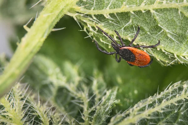 Deer Tick Nässlor Blad Ixodes Ricinus Urtica Dioica Närbild Farlig — Stockfoto