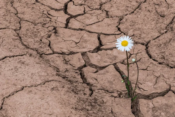 Beyaz papatya kuru kırık toprak. Leucanthemum vulgare. Kurak topraklarda büyüyen bir çiçekli bitki. Fikir bir umut. Kahverengi arka plan dokulu. Toprak erozyonu, iklim değişikliği, tarım zarar kavramı.