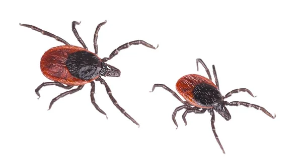 Close Two Deer Ticks Castor Bean Tick Ixodes Ricinus Detail — Stock Photo, Image