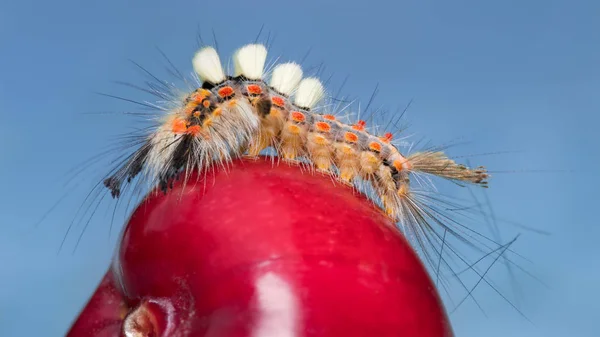 Ungewöhnliche Raupe Der Rostigen Tussock Motte Nahaufnahme Orgyia Antiqua Bizarre — Stockfoto