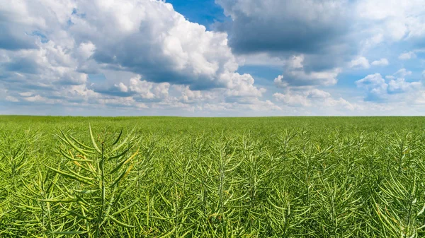 Campo Colza Que Madura Paisaje Primaveral Brassica Napus Hermoso Fondo —  Fotos de Stock