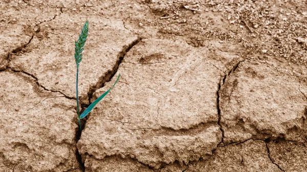 Oreja Trigo Suelo Seco Agrietado Triticum Aestivum Una Sola Espiga — Foto de Stock