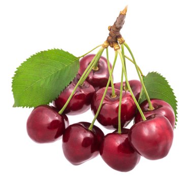 Güzel grup ekili tatlı kiraz. Prunus avium. Yakın çekim yeşil taş meyve tatlı kırmızı çilek kaynaklanıyor ve bırakır. Sağlıklı sulu snack. Beyaz arka plan üzerinde izole.