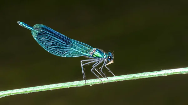 将多只蓑羽蜻蜓在植物棒上 Calopteryx 芨芨草 美丽的细节蓝色蜻蜓与闪亮的装饰翅膀时 吃昆虫猎物 模糊的水背景 — 图库照片