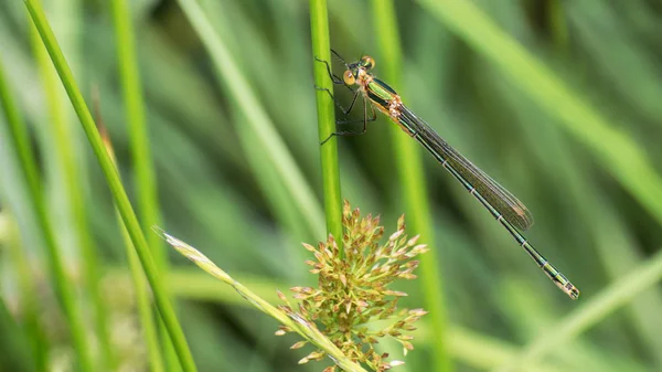 Gebänderte Demiselle Weibchen Auf Einem Grashalm Calopteryx Splendens Nahaufnahme Der — Stockfoto