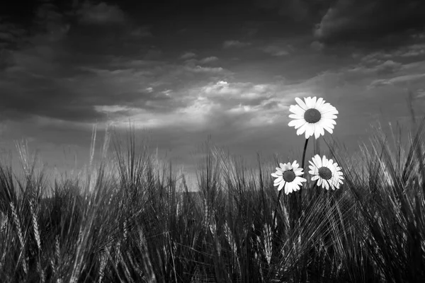 Three Eye Daisy Flowers Barley Leucanthemum Vulgare Artistic Black White — Stock Photo, Image
