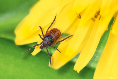 Karahindiba çiçeği bir ayrıntı üzerinde geyik kene. Ixodes ricinus. Sarı yaprakları üzerinde tehlikeli parazit Close-up. Doğal yeşil yaprak içinde belgili tanımlık geçmiş. Ensefalit, Lyme hastalığı ve babesiosis taşıyıcı.