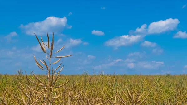 夏の畑で完熟菜種莢 ナタネ 乾燥レイプ カプセルの美しいクローズ アップ 青い空と白い雲でぼやけて背景を 環境の考え方 — ストック写真