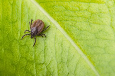 Geyik kene bir yaprak yeşil zemin üzerine. Ixodes ricinus. Doğal doku ile çapraz çizgi üzerinde tehlikeli bulaşıcı mite Close-up. Ensefalit, Lyme borreliosis, babesiosis ve ehrlichiosis taşır.