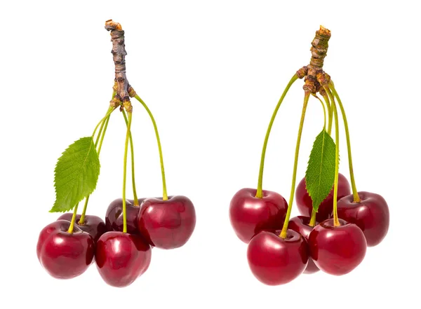 Two Bunches Red Sweet Cherries Prunus Avium Beautiful Close Fresh — Stock Photo, Image