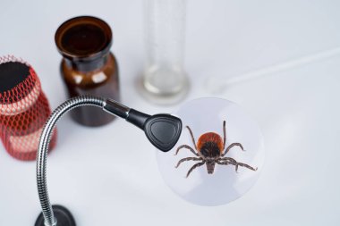 Geyik kene laboratuvar büyüteç altında. Ixodes ricinus. Büyüteç altında genişlemiş tehlikeli akar. Fikir tıp, ensefalit, borreliosis, hayvan hastalıklarıyla ilgili office, bilim ve araştırma.