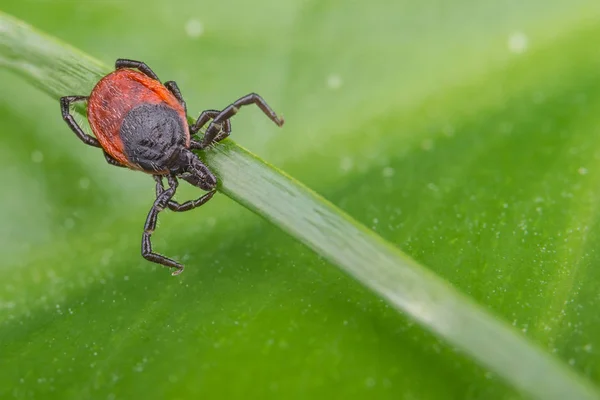 Geyik kene bir çim kök gözlemliyor. Ixodes ricinus. Detay doğal yeşil yaprak içinde geçmiş. Tehlikeli parazit taşıyan ensefalit, Lyme borreliosis, babesiosis, ehrlichiosis. Seçici odak.